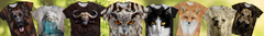 Banner de la categoría Animales