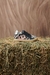 ZAPATILLA UMMA NEGRO# en internet