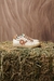 ZAPATILLA ROWIN NUDE# - comprar online