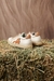 ZAPATILLA ROWIN NUDE# en internet