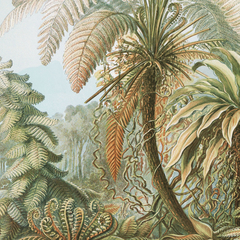 Botanica 21 - comprar online