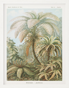 Botanica 21 - Oz Cuadros Decorativos