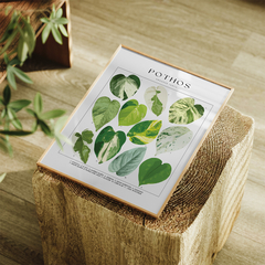 Cuadro Plantas 17