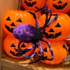 Araña terciopelo violeta