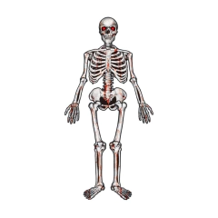 Esqueleto articulado en internet