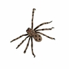 Araña atigrada