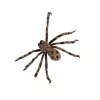 Araña atigrada