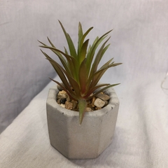 Imagen de plantita con maceta de cemento