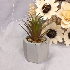 plantita con maceta de cemento - Somos tu Evento