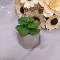 plantita con maceta de cemento - comprar online