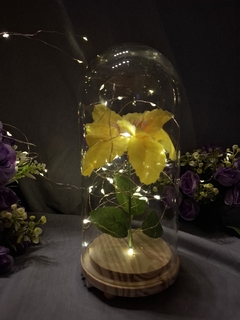cupula 20 cm flor rapunzel - tienda online