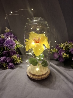cupula 20 cm flor rapunzel - comprar online