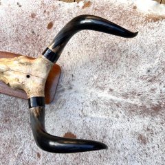 Cabeça de gato - Esqueleto on internet