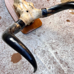 Cabeça de gato - Esqueleto - online store