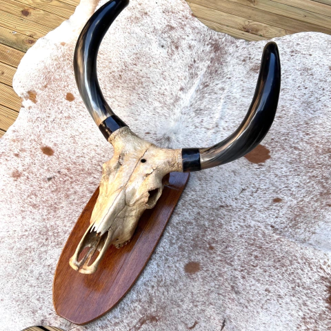 Cabeça de gato - Esqueleto