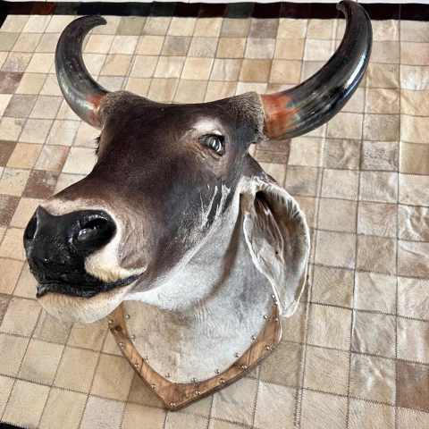 Cabeça em Taxidermia de Guzerá