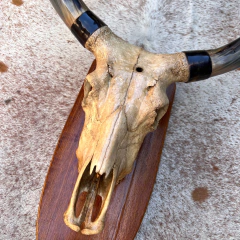 Cabeça de gato - Esqueleto - buy online