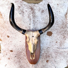 Cabeça de gato - Esqueleto