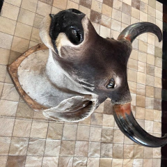 Cabeça em Taxidermia de Guzerá - Berrantes Agrizzi 