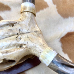 Cranio de Gado . en internet