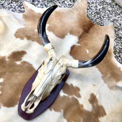 Cranio de Gado . - comprar online