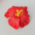 Presilha Flor Havaiana de Hibisco Colorida | Pistache Acessórios