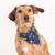 Bandana Roswell en internet