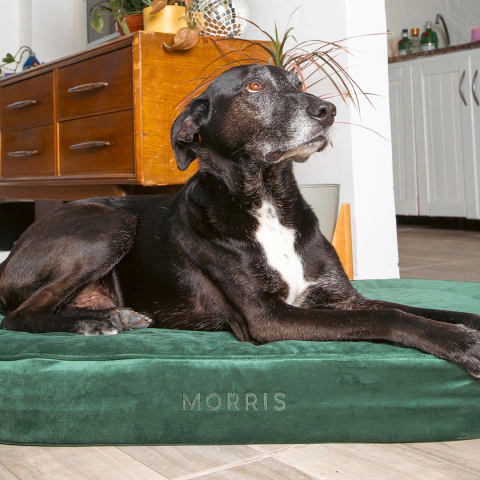 Cama Pill Verde - comprar online