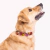 Collar Perris - comprar online