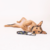 Correa Roswell en internet