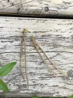 aritos largos pina, pinocha dorada - comprar online