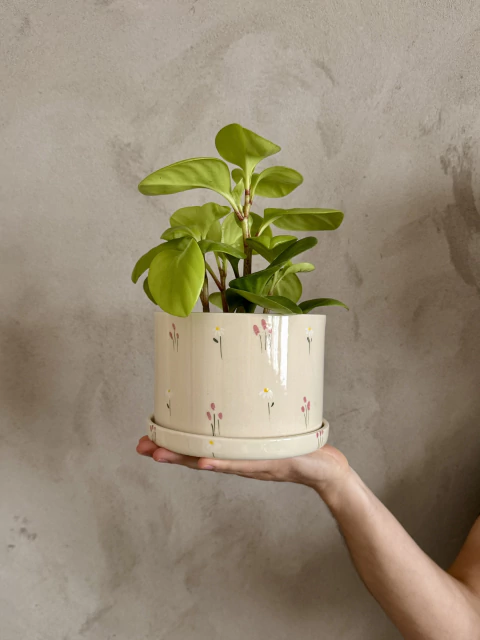 Primavera nueva con plato - comprar online