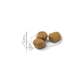 Royal Canin Indoor + 7 - 1,5kg - comprar online
