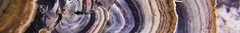 Banner da categoria Livsah & Guto Neto
