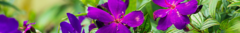 Banner da categoria Coleção Floresta