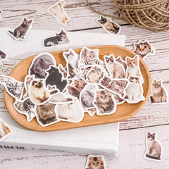 Stickers cajita Kitty selfie (g019)