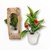 MACETA(1831.5)-/ C/FLOR EN ESTUCHE