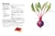 Imagen de The Kitchen Garden: Sowing, growing and cooking for the garden enthusiast