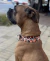 Martingale 40mm bordado Print naranja - comprar online