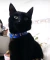 Collar azul bordado gato - tienda online