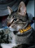 Collar amarillo bordado gato - Co