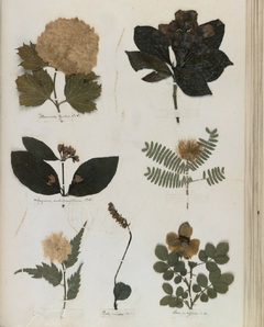 HERBARIO Y ANTOLOGIA BOTANICA - EMILY DICKINSON - El Espejo Libros