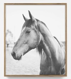CUADRO FOTOGRAFÍA CABALLO