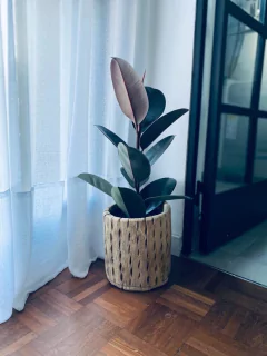 RECIPIENTE CARDON LARGE