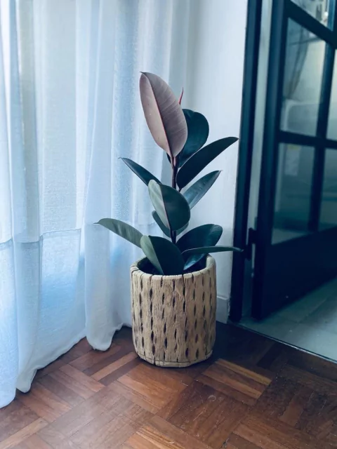 RECIPIENTE CARDON LARGE