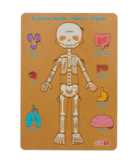 Encastrable Cuerpo Humano