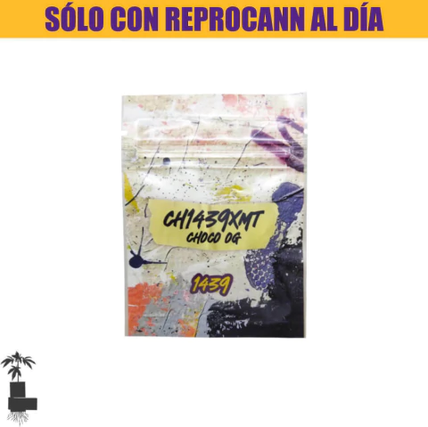 Semillas Choco Og 1439 CRIADORES (5 unidades) - comprar online