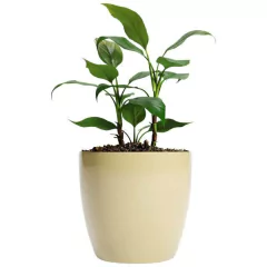 Maceta Beige Plastica 19x21 dm