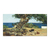 Algarrobo - comprar online