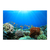 Arrecifes de coral - comprar online